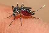 Aedes Aegypti, transmissor do zika vírus.